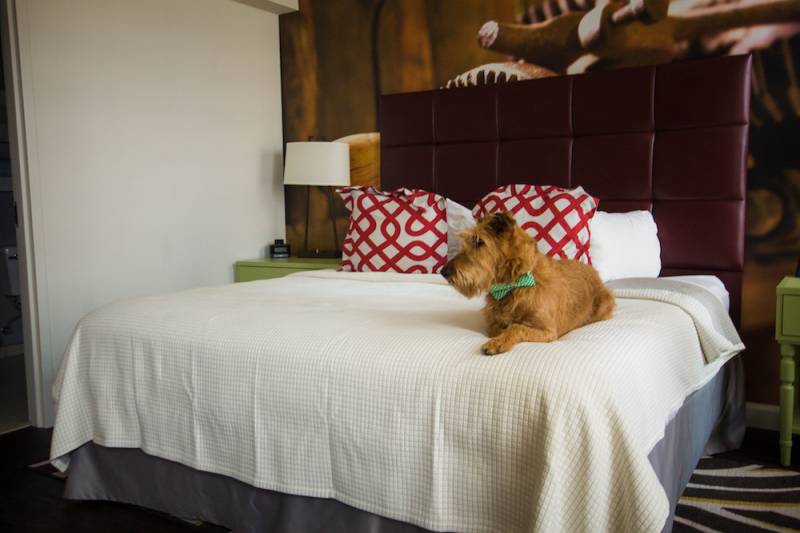 Have a Pet-Friendly Wedding at Headlines at Hotel Indigo |  Nashville Wedding Venues