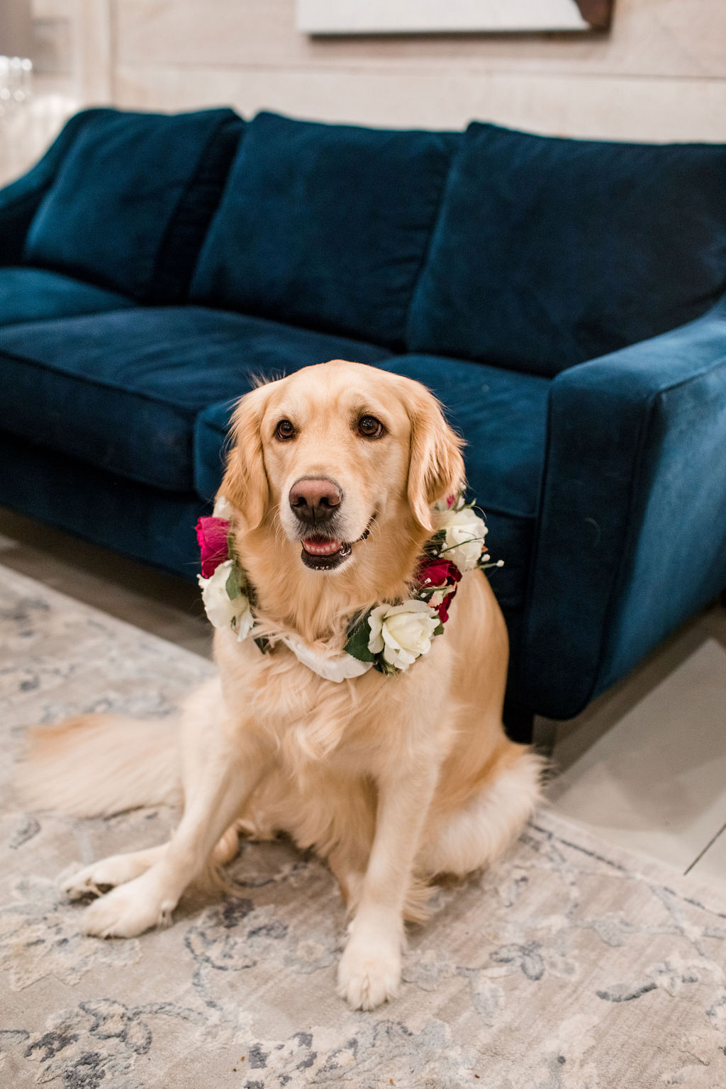 Dog Flower Girl Collar: Intimate Barn Wedding from John Myers Photography