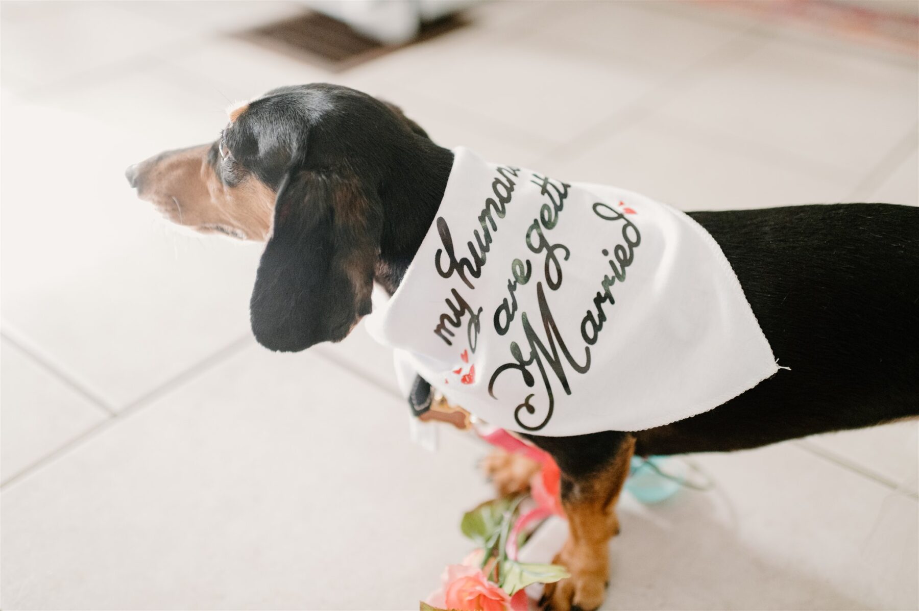 Dog wedding bandana
