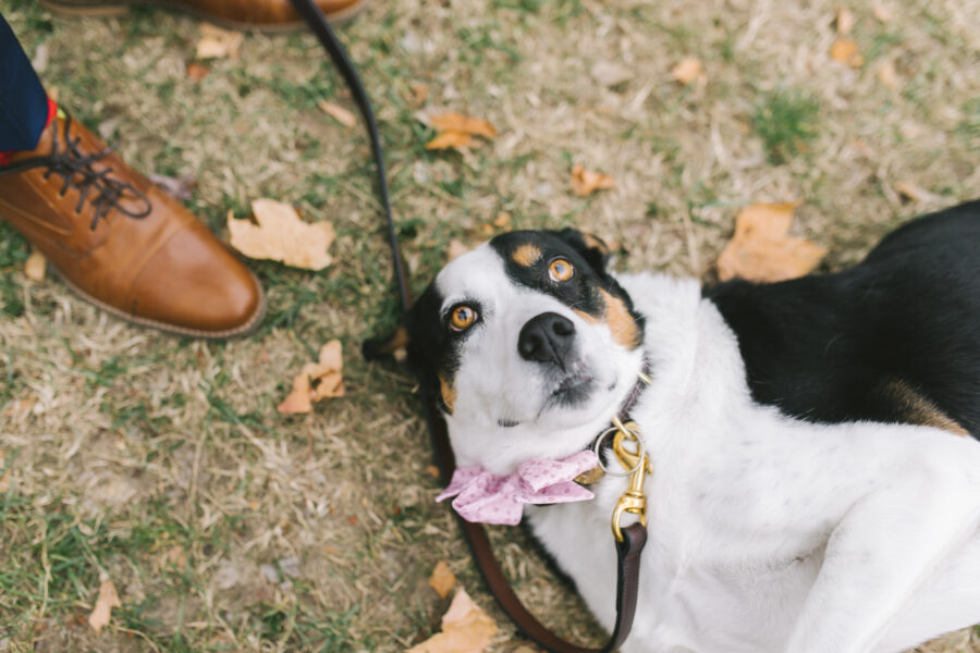 Dog laying down at wedding | Nashville Bride Guide