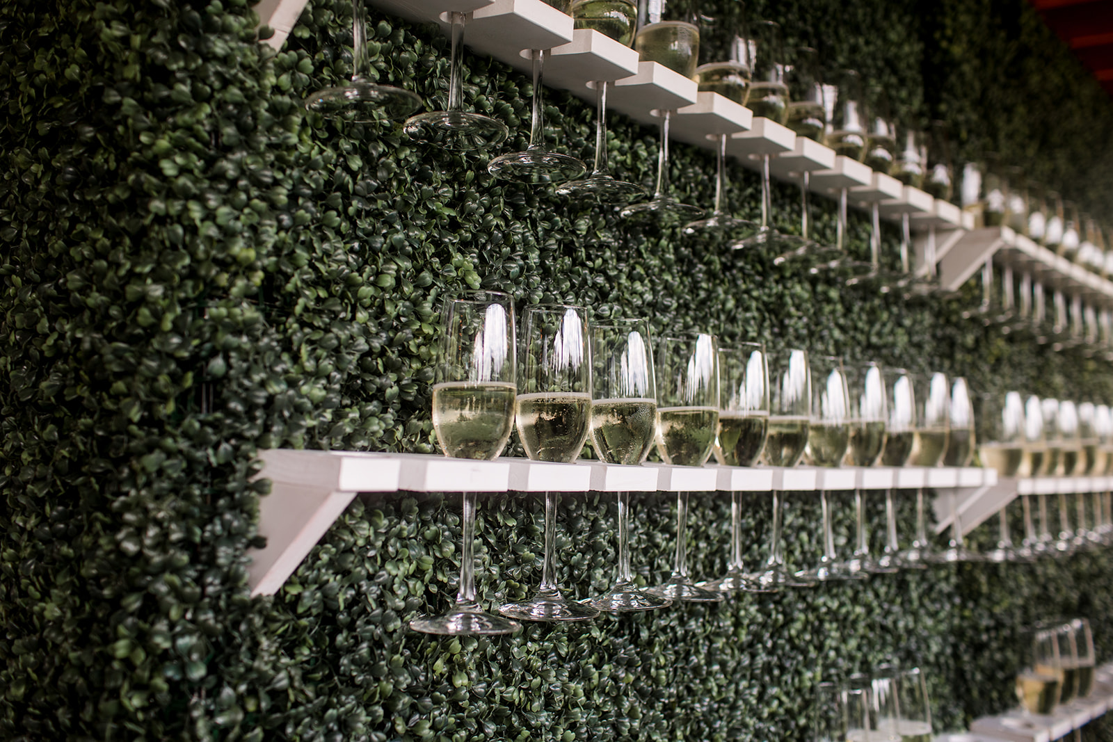 Boxwood Green Champagne Wall