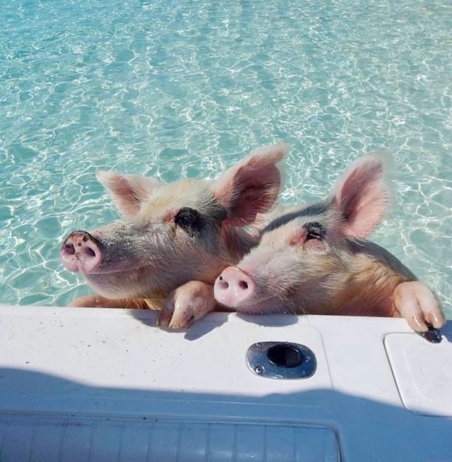Exuma Sandals Emerald Bay Swimming with Pigs