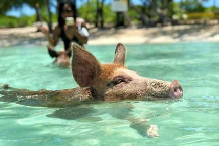 Swim With Pigs at Exuma Sandals Emerald Bay